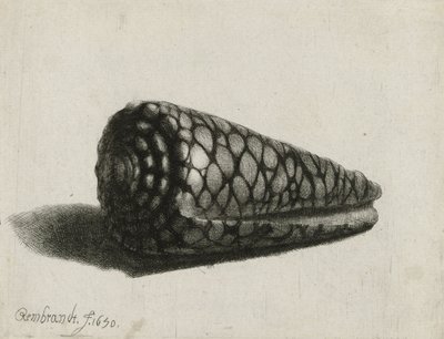 De schelp (Conus marmoreus), 1650 door Rembrandt van Rijn