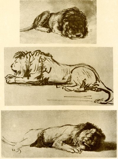 Drie leeuwenstudies door Rembrandt van Rijn