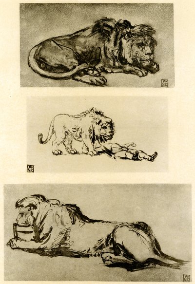 Drie leeuwenstudies door Rembrandt van Rijn
