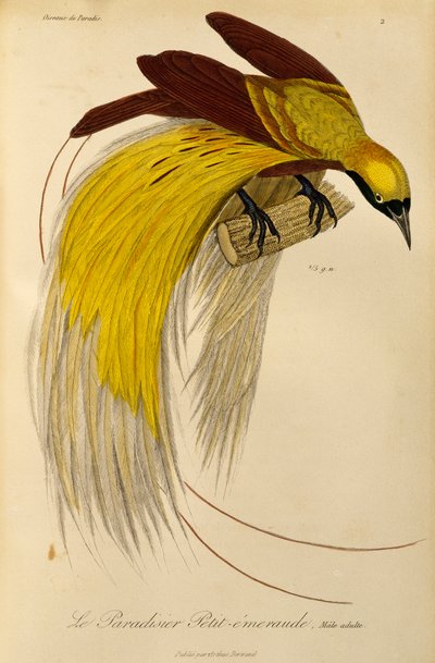 Volwassen mannelijke Kleine Paradijsvogel (Paradisaea minor), gravure uit Histoire naturelle des oiseaux de paradis et des epimagues door René Primevère Lesson