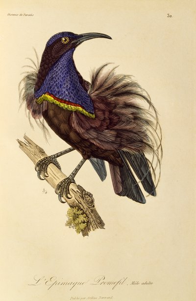 Volwassen mannelijke Paradijsgeweervogel (Ptiloris paradiseus), gravure uit Histoire naturelle des oiseaux de paradis et des epimagues door René Primevère Lesson