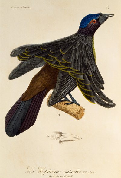 Volwassen mannelijke Superparadijsvogel (Lophorina superba), gravure uit Histoire naturelle des oiseaux de paradis et des epimagues door René Primevère Lesson