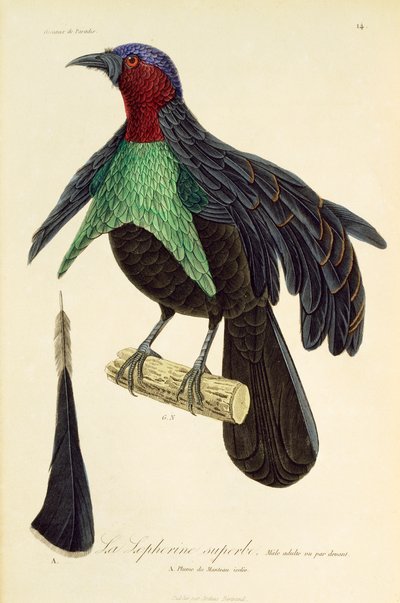 Volwassen mannelijke Prachtparadijsvogel, gravure uit Histoire naturelle des oiseaux de paradis et des epimagues door René Primevère Lesson