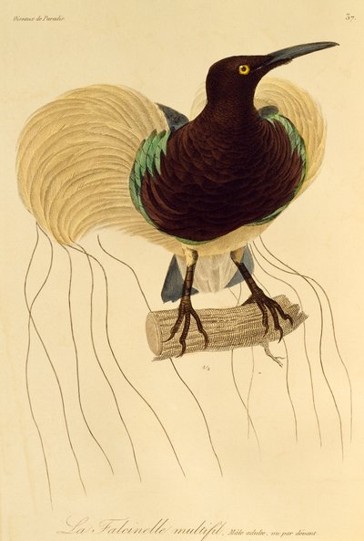 Volwassen mannetje van Twaalfdradige Paradijsvogel (Seleucidis melanoleuca), gravure uit Histoire naturelle des oiseaux de paradis et des epimagues door René Primevère Lesson