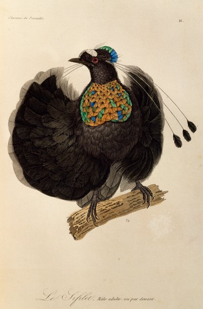 Volwassen mannelijke Westelijke Parotia (Parotia sefilata), gravure uit Histoire naturelle des oiseaux de paradis et des epimagues door René Primevère Lesson
