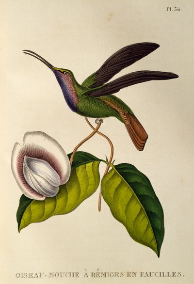 Lazuline Sabrewing (Campylopterus falcatus), gravure uit Les trochilidees ou les colibris et les oiseaux-mouches door René Primevère Lesson