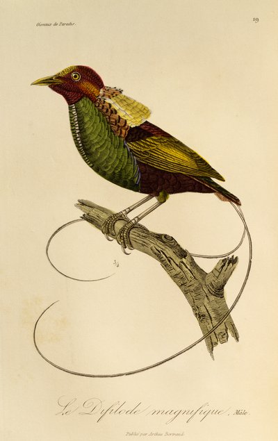 Mannelijke Magnifieke Paradijsvogel (Cicinnurus magnificus), gravure uit Histoire naturelle des oiseaux de paradis et des epimagues door René Primevère Lesson