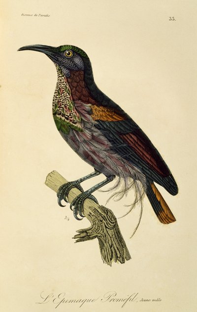 Jonge mannelijke Paradijsgeweervogel (Ptiloris paradiseus), gravure uit Histoire naturelle des oiseaux de paradis et des epimagues door René Primevère Lesson