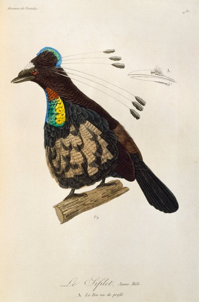 Jonge mannelijke Westelijke Parotia (Parotia sefilata), gravure uit Histoire naturelle des oiseaux de paradis et des epimagues door René Primevère Lesson