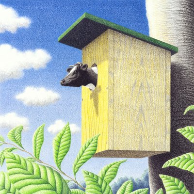 Koekoek door Rene Boin
