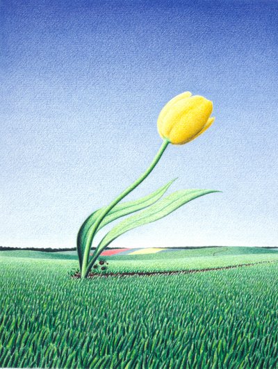 Snelle Tulp door Rene Boin