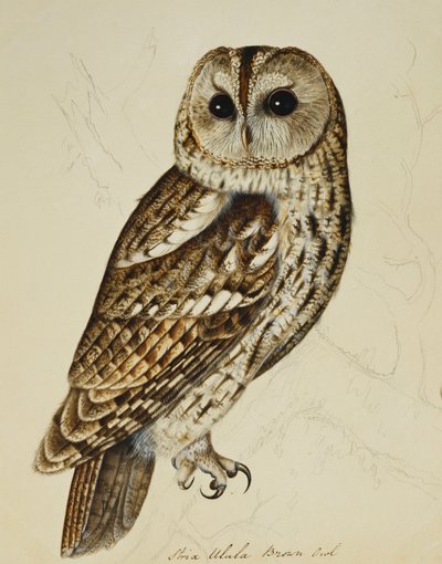 Bruine Uil (Strix Ulula) door Rev. C. Atkinson