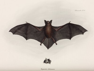 Vleermuis, Zuid-Amerika, ca. 1832-1836 door John Pardon