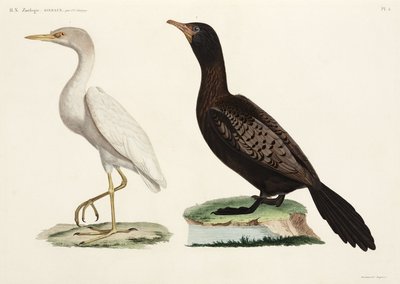 Koereiger en langstaart aalscholver, Egypte door John Pardon