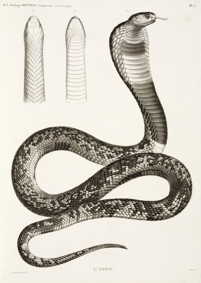 Egyptische cobra door John Pardon