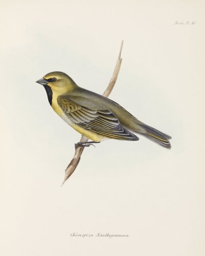 Vink, c 1832-1836 door John Pardon