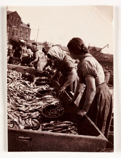 Vissen, vissersvrouwen sorteren vis, Whitby Harbour, North Yorkshire, ca. 1905 door John Pardon