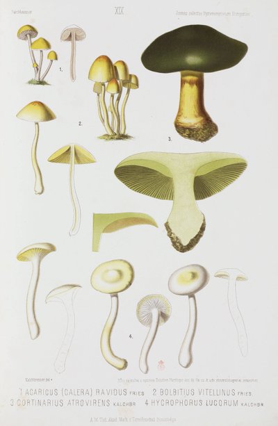Vier soorten paddenstoelen, ca. 1874 door John Pardon