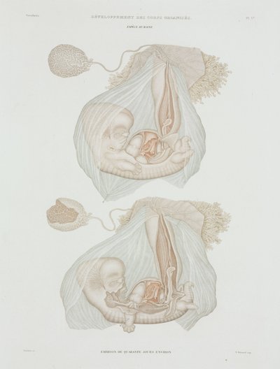 Gynaecologie Menselijke foetus op 40 dagen, ca. 1847-1859 door John Pardon
