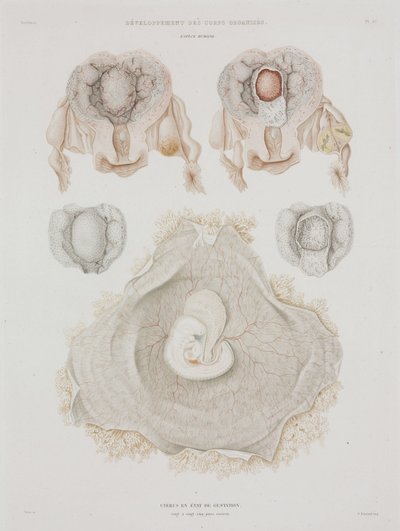 Gynaecologie Menselijke baarmoeder met embryo, ca. 1847-1859 door John Pardon