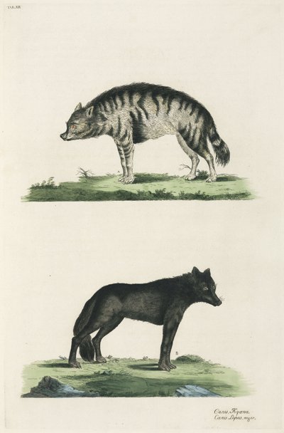 Hyena en wolf door John Pardon