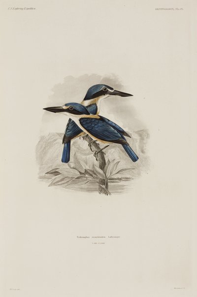 IJsvogels, Samoa door John Pardon