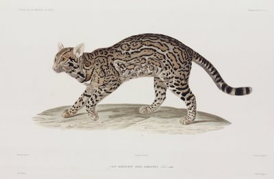 Ocelot, VS door John Pardon