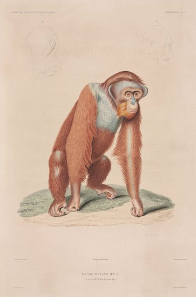 Orang-oetan, Indonesië door John Pardon