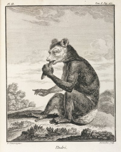 De Indri - een soort lemur, Madagaskar door John Pardon