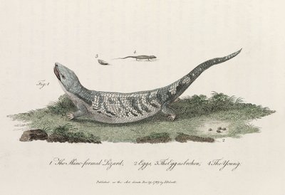 De Hagedisvormige Skink door John Pardon