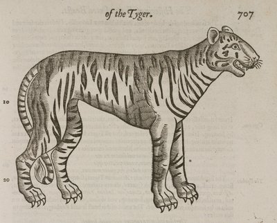 De Tijger door John Pardon