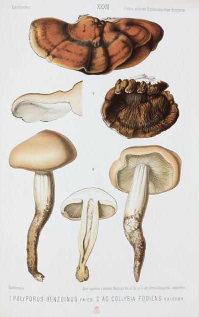 Twee soorten paddenstoelen, ca. 1874 door John Pardon