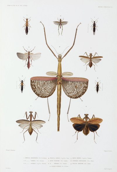 Soorten insecten, Australië, Salomonseilanden en Indonesië door John Pardon