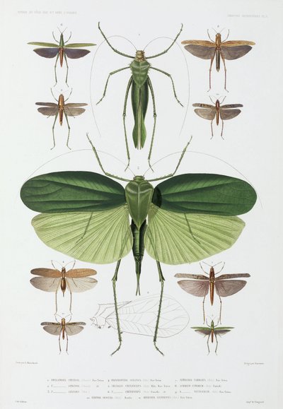 Soorten insecten, Tenerife en Indonesië door John Pardon