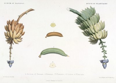 Tros Bananen en Bakbananen, illustratie uit 