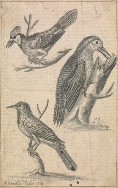Specht en twee vogels door Richard Brookes