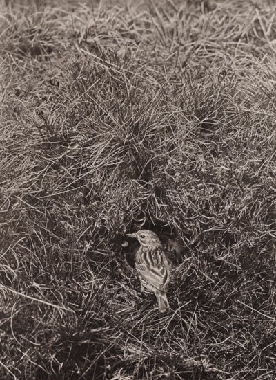 Graspieper door Richard and Cherry Kearton