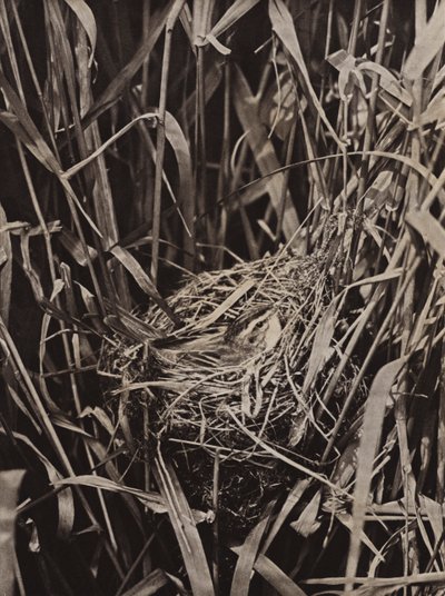 Rietzanger op nest door Richard and Cherry Kearton