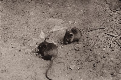 Muizen aan het avondeten door Richard and Cherry Kearton