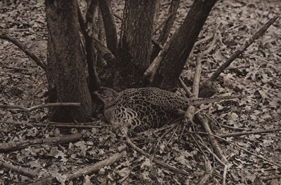 Fazant op nest door Richard and Cherry Kearton