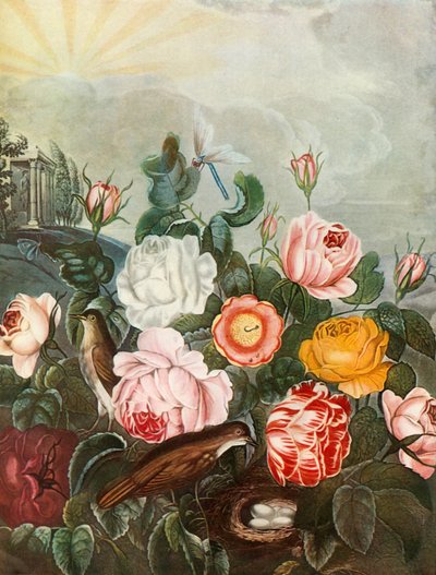 Rozen, c1805 door Richard Earlom
