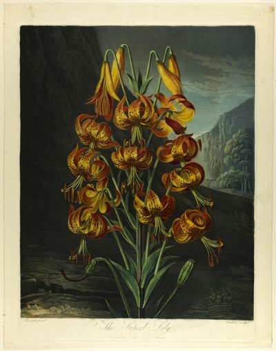 De Prachtige Lelie, uit De Tempel van Flora door Richard Earlom