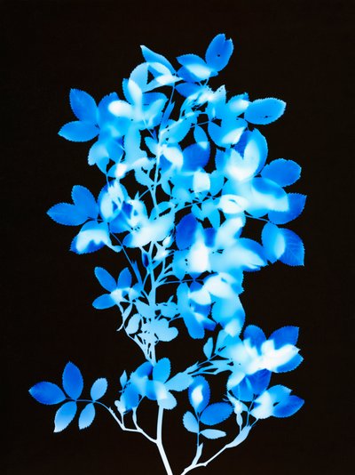 Zonder Titel, 2008 door Richard Green