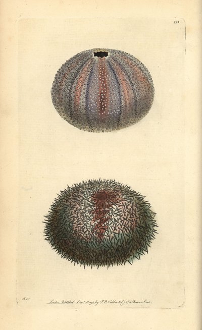 Eetbare zee-egel, Echinus esculentus, uit George Shaw en Frederick Nodder
