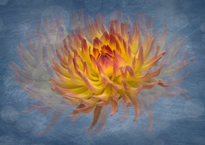 Golden Dahlia Flow door Richard Urbanski