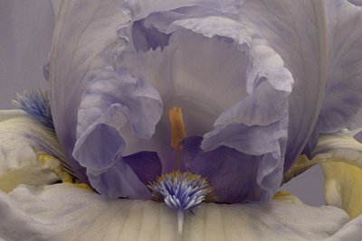 Zachte lavendel-iris door Richard Urbanski