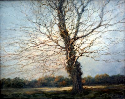 Zonnige boom door Richard Willis