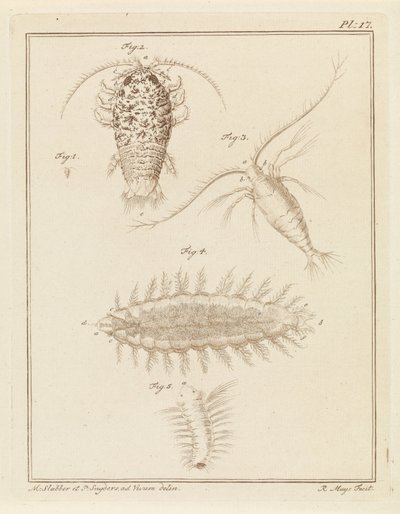 Agaatpissebed, copepode en borstelworm door Robbert Muys