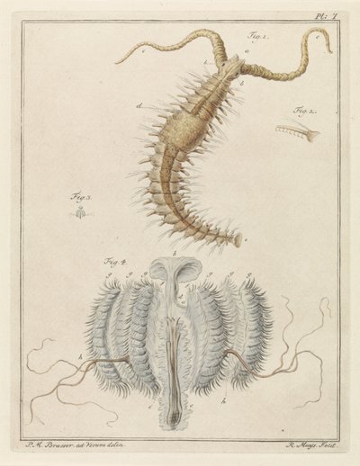 Franjeworm en een ribkwalletje door Robbert Muys