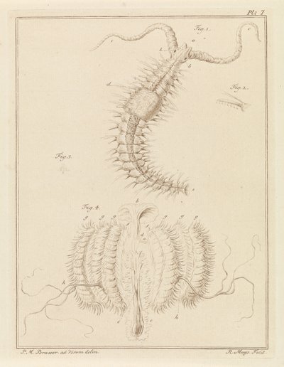 Franjeworm en een ribkwalletje door Robbert Muys